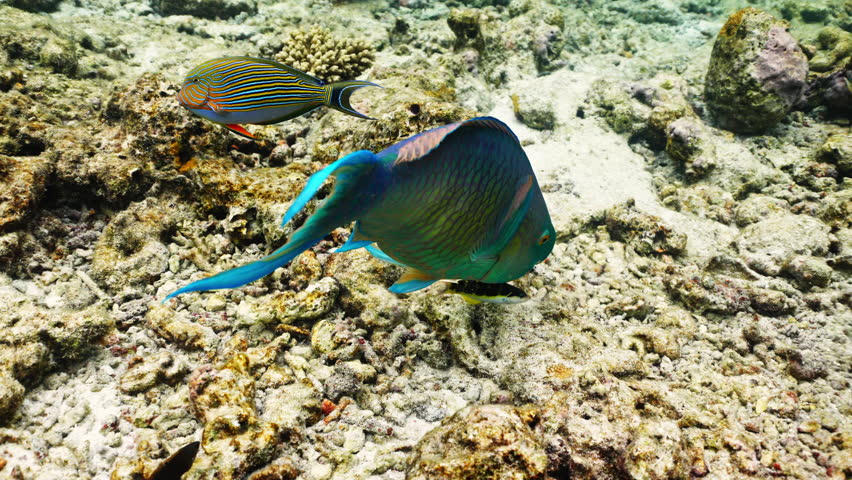 Close-up Parrot fish Calotomus viridescens in underwater Red Sea. Red Sea is magnificent place to explore. Home to an incredible coral reef and an abundance of marine life. Underwater wildlife