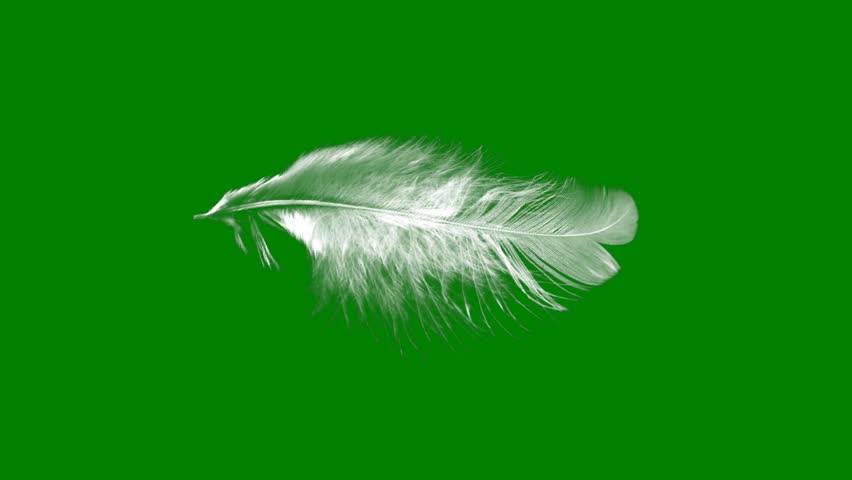 White feather on a green background and bird flying through screen floating green screen animated chromakey background motion cartoonish gesture style design movement creative expression