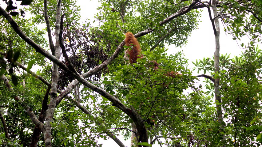 Male orangutan jumping hanging in rainforest, monkeys, national park, Malaysia, wildlife, primates, jungle, forest, nature, animal, habitat, tropical, environment, outdoor, endangered, ape, rainforest