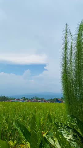 Lush rice paddies in a farm field under a clear sky