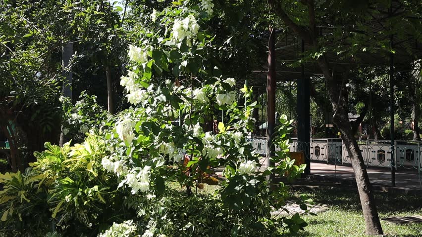 The white Glory Mussaenda ornamental plant which is flowering profusely is swaying in the wind