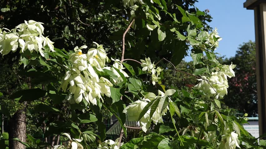 The white Glory Mussaenda ornamental plant which is flowering profusely is swaying in the wind
