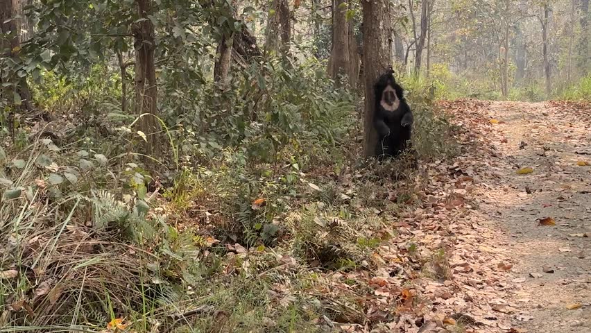 Sloth bear scratching its back against a tree in the forest of Chitwan National Park, Nepal.