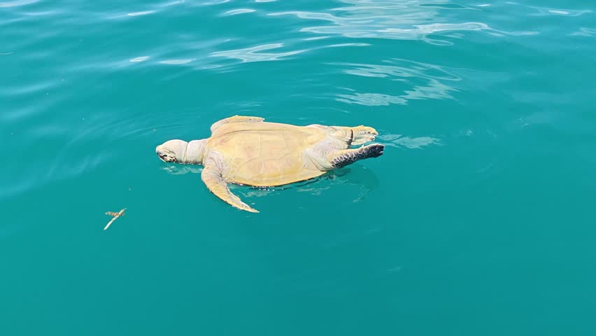 Dead Sea Turtle Floating in the Ocean near Semporna, Sabah  Marine, Pollution and Conservation Concept