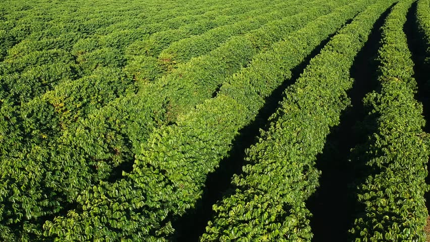 aerial view of green coffee field in Brazil