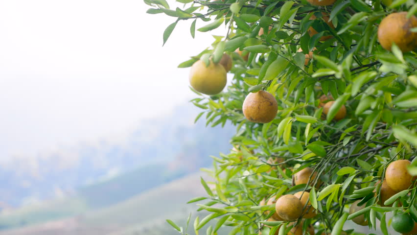 Orange trees filled with ripe fruits gently swaying on hillside plantation with morning mist in background representing peaceful rural harvest scene in natural countryside environment