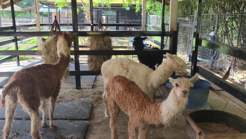 Llamas and alpacas thrive in cozy barn on farm, showcasing their gentle nature and unique fur as they interact in serene livestock setting.