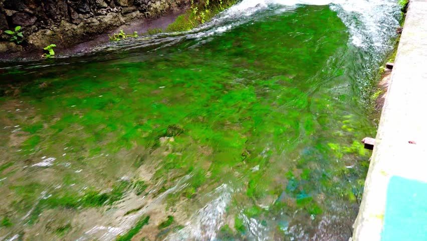 Slow upward camera movement revealing a vibrant river with green aquatic plants in Chapultepec Park.