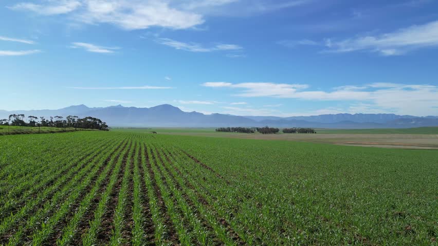 Young wheat field in the Swartland region, with mountains in the background.