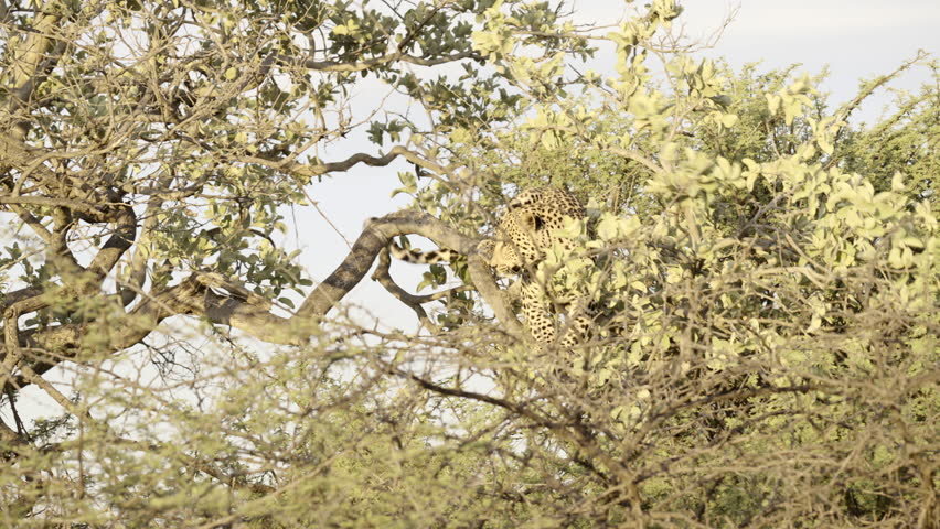 Leopard (Panthera pardus) juvenile, jumping and playing in a tree, Namibia