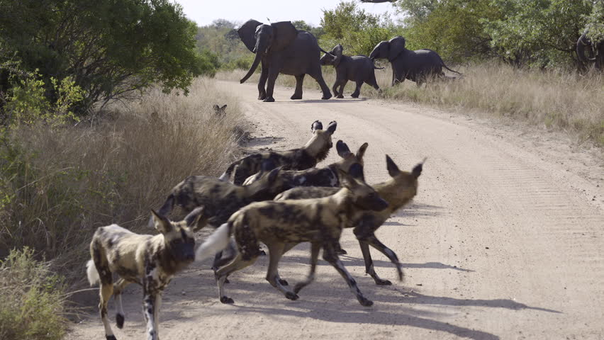 African wild dog (Lycaon pictus) or painted dog, pack jumping up and run for a herd of Elephant crossing a road, Kruger N.P. South-Africa