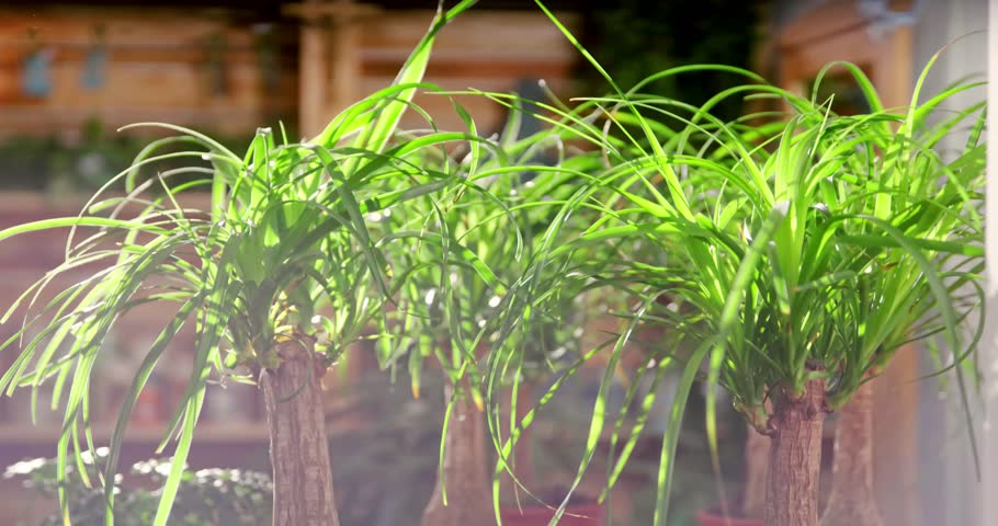 "Spraying and Misting Plants in a Store — Refreshing Footage Capturing Indoor Plant Care and Hydration with Fine Water Droplets in a Calm Retail Environment"
