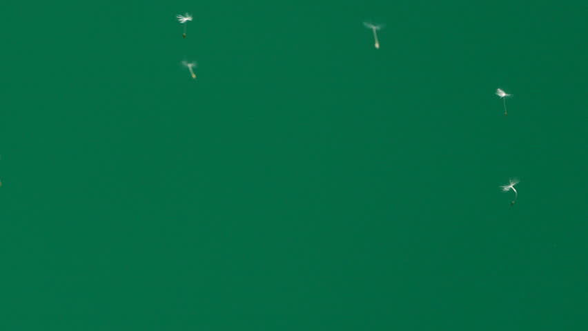 Dandelion flower seeds blown by the wind, flying on green chromakey background