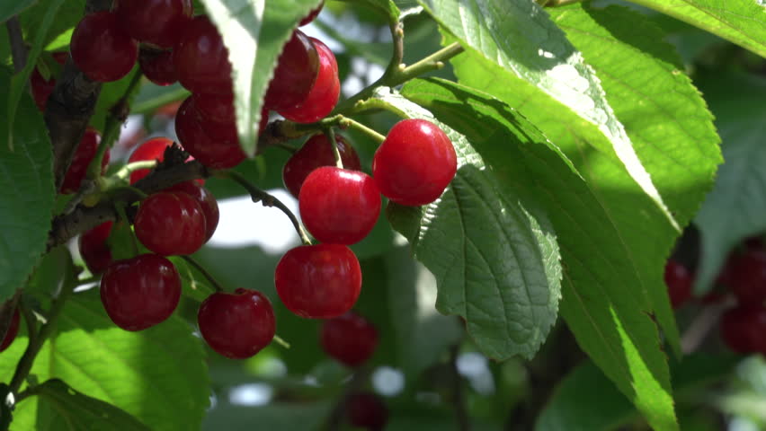 Cherry fruits are bearing fruit in a park on the outskirts of Oita City in Japan. without sounds