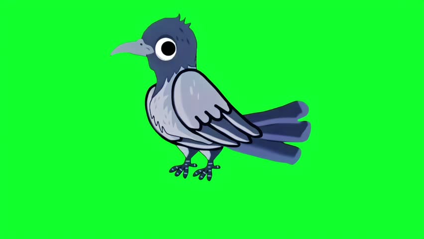 Black crow cartoon character standing in the ground 2d animation video with green screen background chroma key.