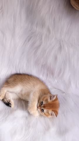 Adorable Scottish golden chinchilla kitten plays with pink feathers on white fur backdrop. Pawing, playful, and full of curiosity.
