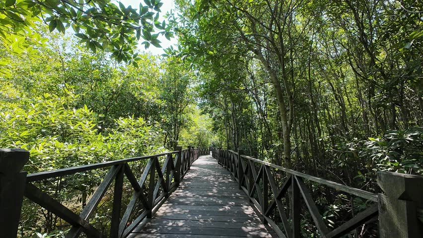 Wooden boardwalk through tropical mangrove forest and lush greenery