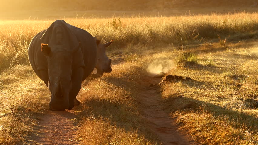 Steaming dung middens of white rhino mom and calf at sunrise, walking on track