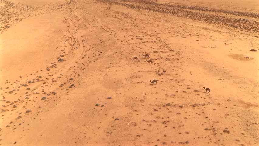 Herd of dromedary camels in vast, arid, and empty landscape of the Sahara desert near Tan-Tan, Morocco