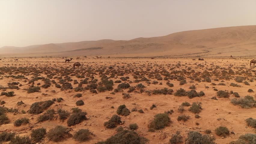 Drone footage shows herd of dromedary camels grazing on sparse vegetation in the vast, arid, sandy landscape of the Sahara desert near Tan-Tan, Morocco