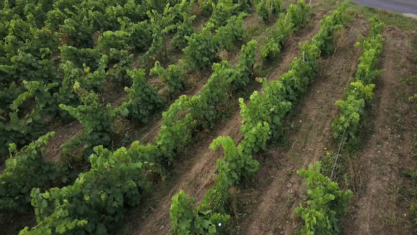 High-angle drone shot looking down at the neat, symmetrical rows of green vineyard. Perfect for concepts of agriculture, wine production, and rural landscapes in France