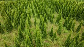 Drone glides above vibrant green conifers in plantation, cartoon finger shapes - Powered by Shutterstock - Get 15% off with code: PIKWIZARD15