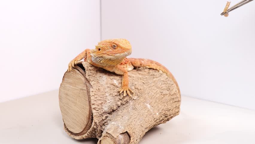 A bearded dragon on a log reacts to a nearby insect in a brightly lit, controlled environment