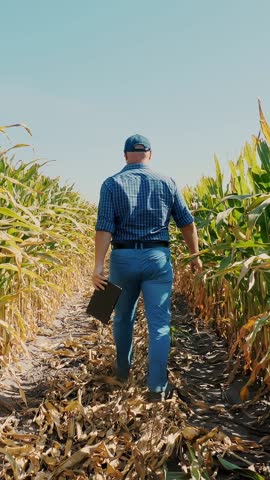 Corn plantation. cornfield. back view. Farmer, with digital tablet, walking through corn field, between green corn rows. Agribusiness. Corn farm. Harvest time.
