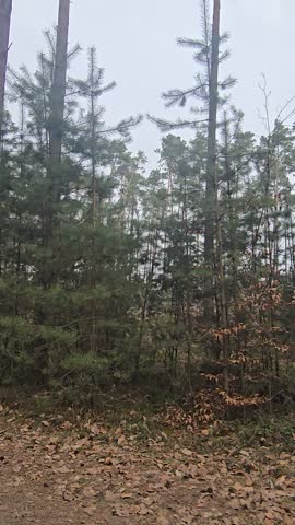 Forest Road Through Wild Nature