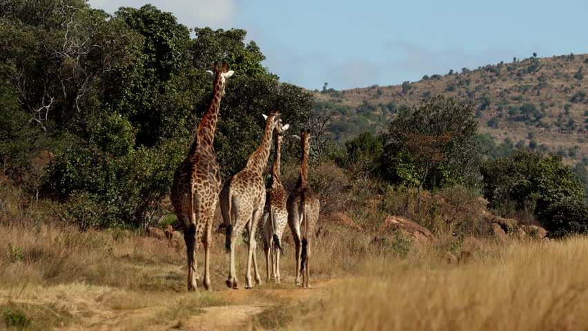 Tower of giraffes walking on reserve on hot day between trees and field