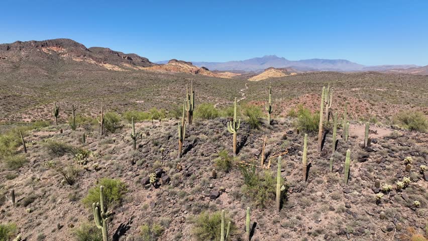 Aerial view of the sun-drenched desert landscape dotted with saguaro cactus under a clear blue sky, Apache Junction, Arizona, United States.