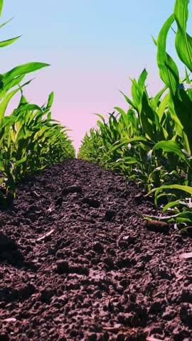 Close-up, young green corn, maize sprouts, shoots, planted in rows in field on background of soil, ground and blue sky. Corn growing. Agriculture. eco farm, agricultural enterprise.