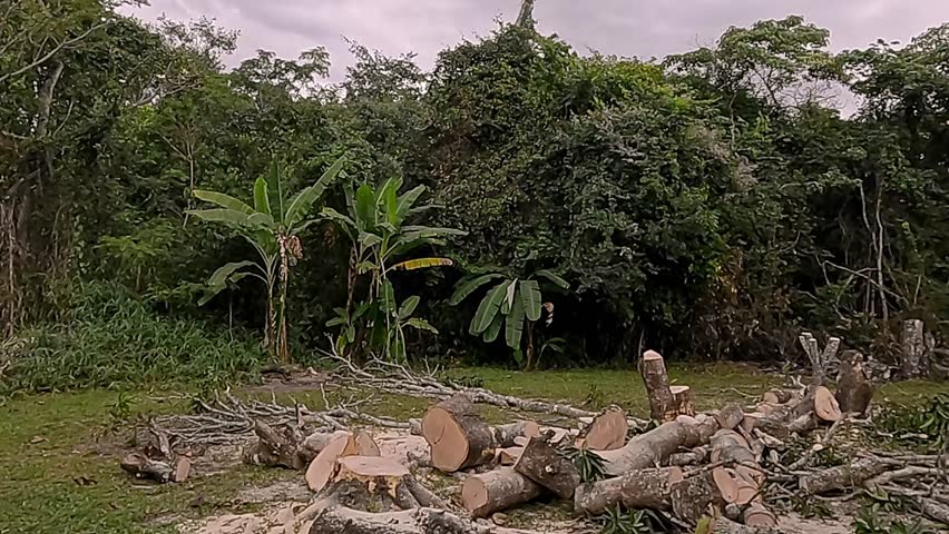 South American climate impact, deforestation work, forest destruction