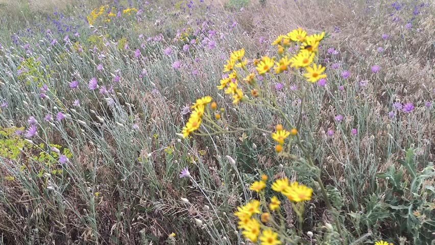 Wildflowers in the meadows of Ukraine. Honey plants of Ukrainian lands. Flowers swaying in the wind. Blue and yellow flowers in a field near the village.