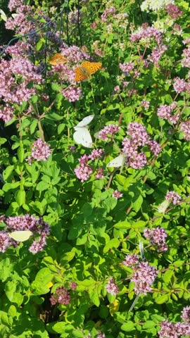 Many butterflies flying around blooming pink flowers in summer garden. Butterfly activity near flowering bush in sunlight. Insects and nature interaction concept