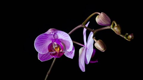 Timelapse of orchid flower blooming on black background