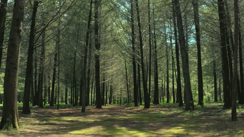 Tranquil Forest Walkthrough on Sunny Day. Serene POV Journey Through Tall Pine Trees with Dappled Sunlight, Lush Green leaves, Soft Woods Floor. Peaceful Nature Scene for Relaxation and Mindfulness