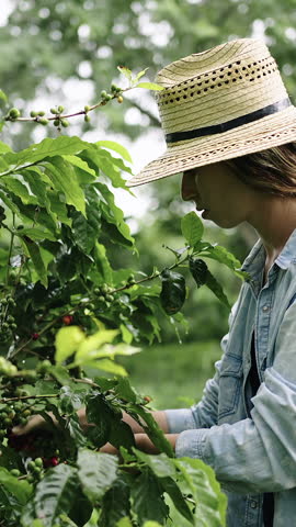 Young farmer woman harvesting red cafe beans on a organic coffee plantation 