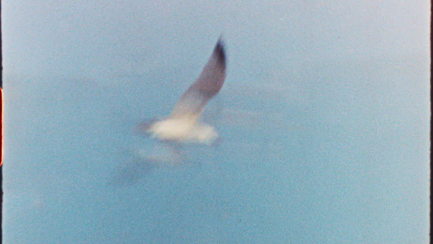 Filmed on super 8 film Nostalgic seagull gliding through bright azure sky