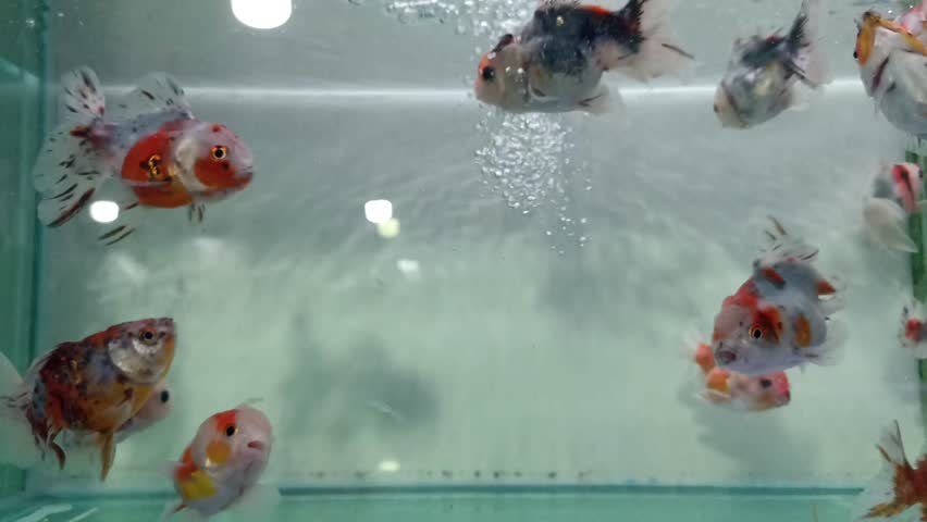 A group of goldfish (Carassius auratus) with various beautiful patterns and colors swim gracefully and peacefully in a clear glass aquarium.