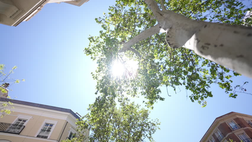 Sunlight filters through the leaves of tall trees lining a city street, illuminating the facades of buildings and creating a vibrant urban scene