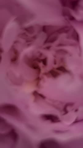Delicate pink peony blossoming with soft, intricate layers of petals gently unfolding, revealing natural beauty in close up time lapse sequence