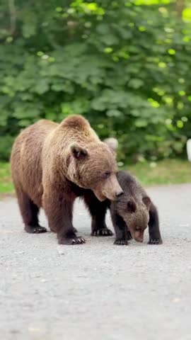 Adorable bear cubs exploring their natural habitat, showcasing playful behavior and early wildlife instincts in the wild.
