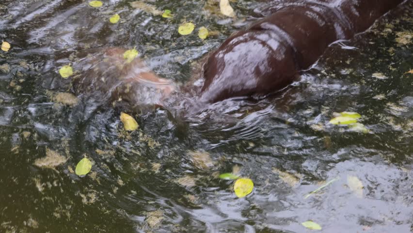 Footage of a naughty Pygmy Hippo calf playing with her mother while relaxing in the pond