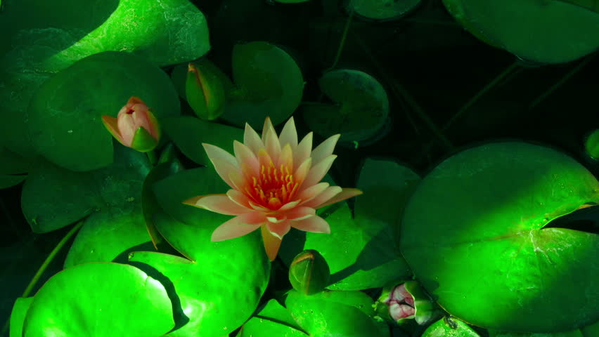 Time lapse opening of water lily flower