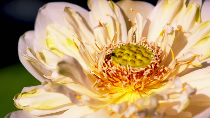 Time lapse opening of white lotus