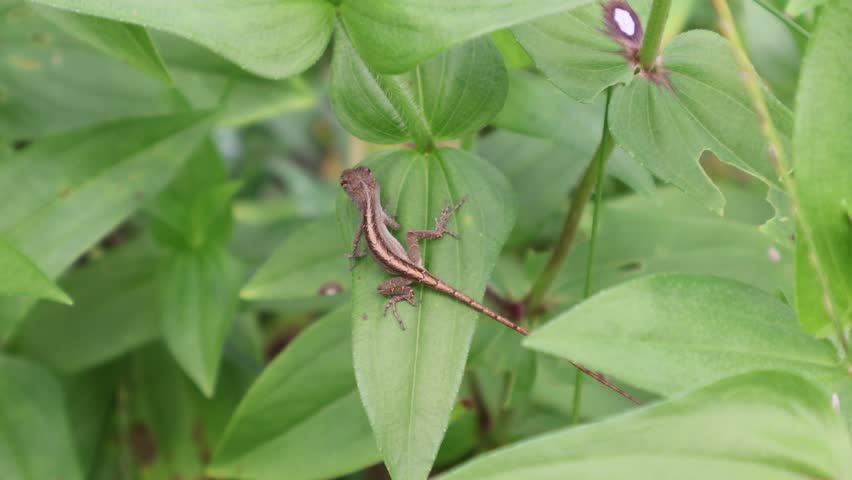 Baby Anole Lizard on Zinnia Leaf: A Moment in Miniature. Florida, June 11, 2025