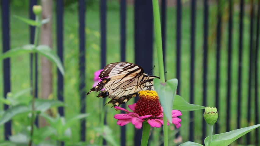 Eastern Tiger Swallowtail Feeding on Magenta Zinnia Nectar. Florida, June 11, 2025