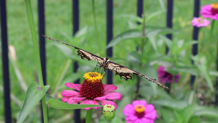 An Eastern Tiger Swallowtail (Papilio glaucus) appears almost airplane-like with its wings fully spread as it feeds on nectar from the vivid magenta center of a blooming zinnia. Florida, June 11, 2025