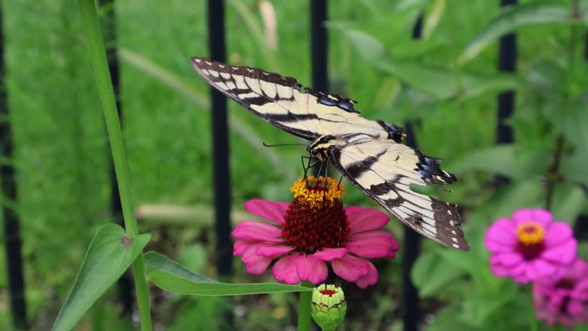 Back View of Eastern Tiger Swallowtail with Torn Wing on Magenta Zinnia. Florida, June 11, 2025